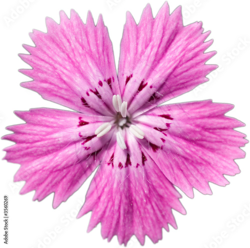 Isolated five petal pink flower
