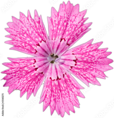 Isolated five petal pink flower 2 © Yuri Timofeyev