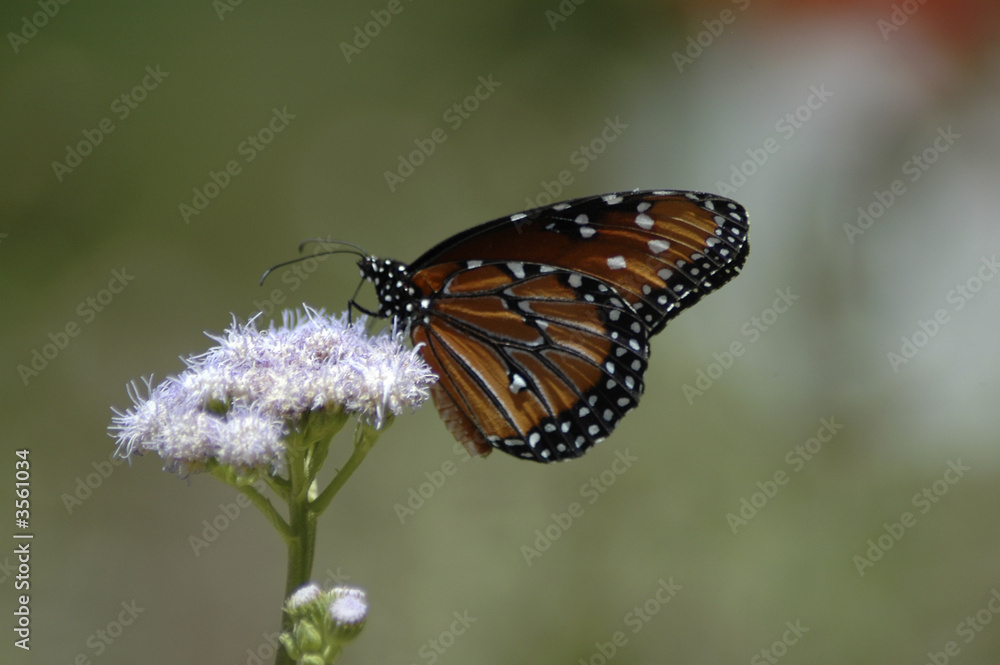 Obraz premium Butterfly