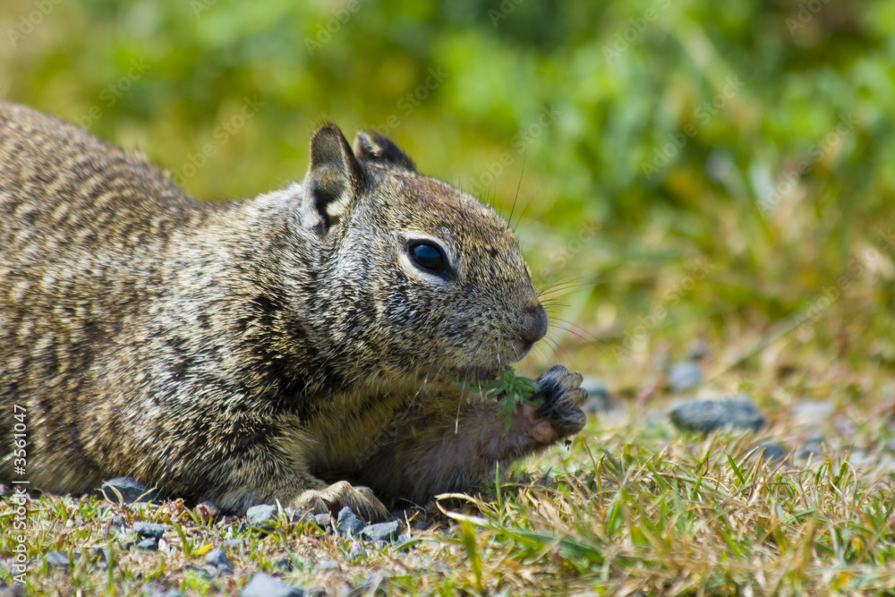 Tame ground squirrels in California