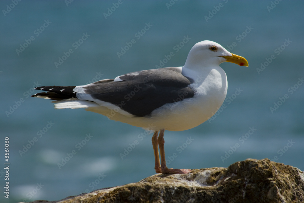 Seagull on the beach in California Seagull on the beach in California