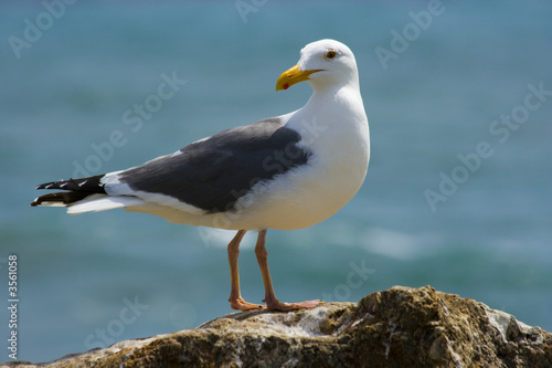 Seagull on the beach in California © Michael Ransburg