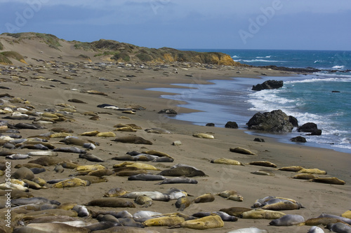 Elephant seal pups on the beach in Big Sur