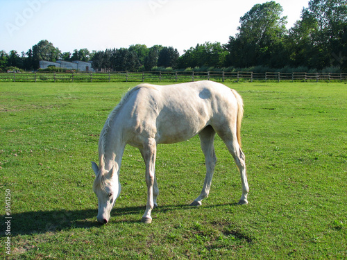 Cavallo