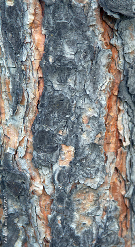 texture of pine bark