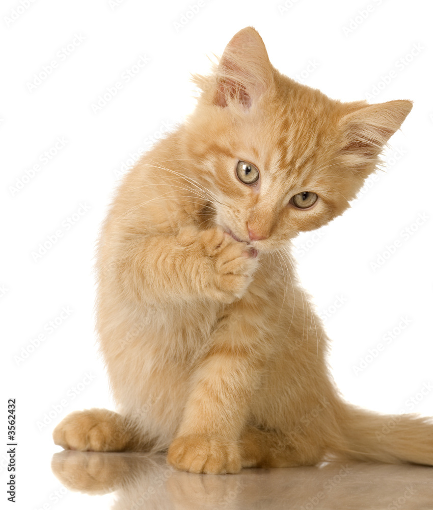 Ginger Cat kitten Washing himself in front of a white background