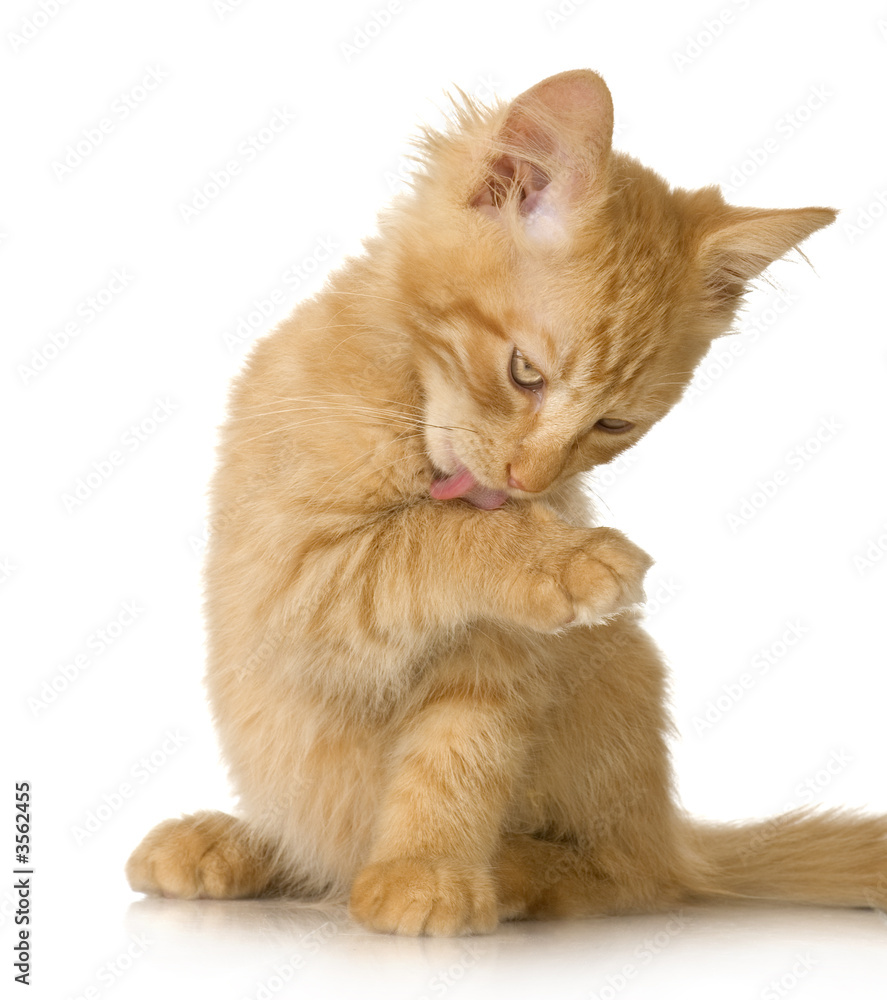 Ginger Cat kitten Washing himself in front of a white background