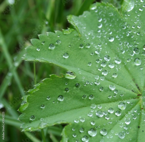 dew on lady’s-mantle in summer morning closeup