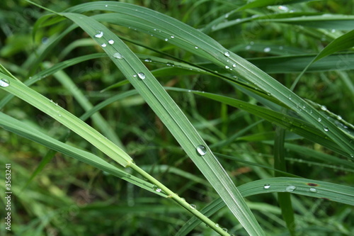 dew on grass