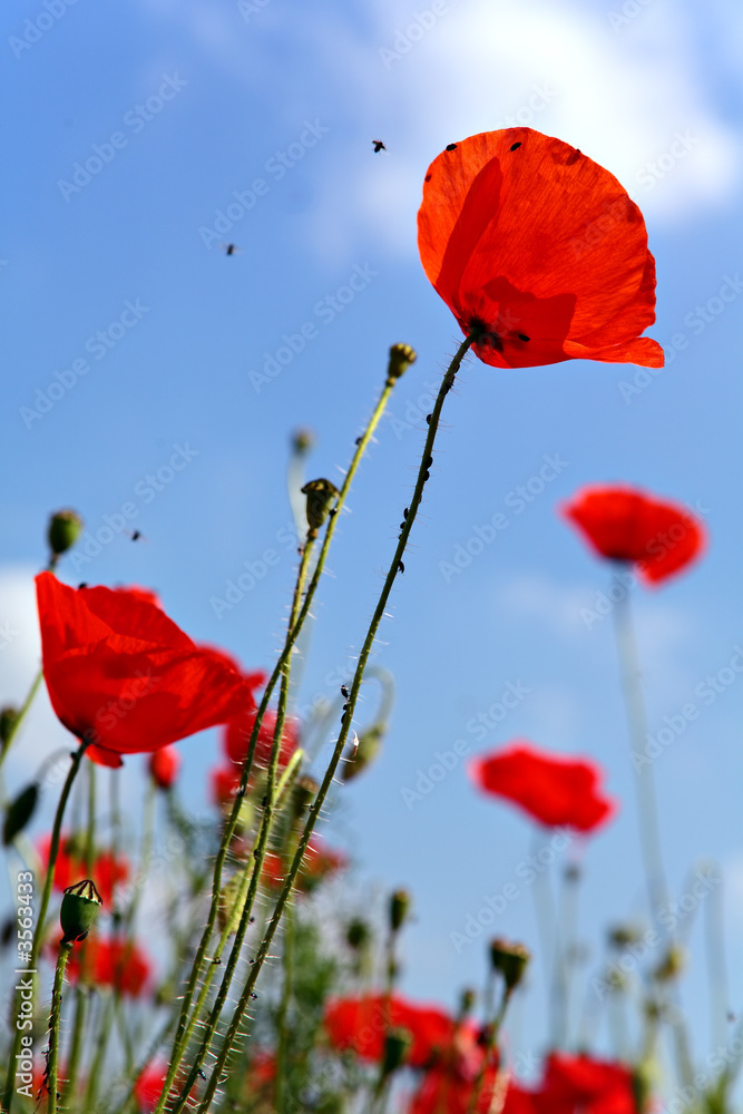 Obraz premium Coquelicots et ciel bleu
