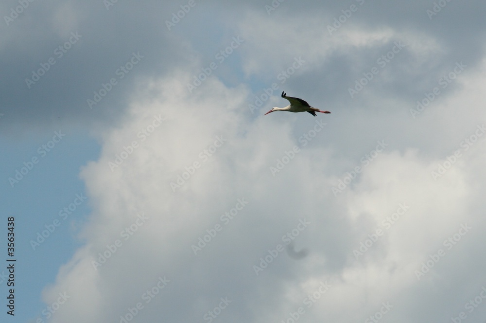 Fototapeta premium stork in the clouds