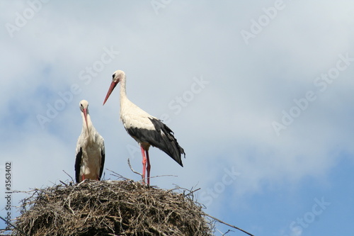 two storks in the nest