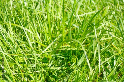 herbes vertes 2
