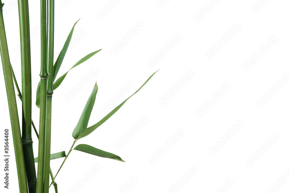 Naklejka premium border of bamboo-leaves isolated on white with copy-space