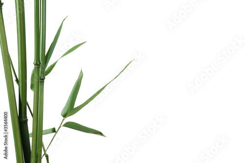 border of bamboo-leaves isolated on white with copy-space