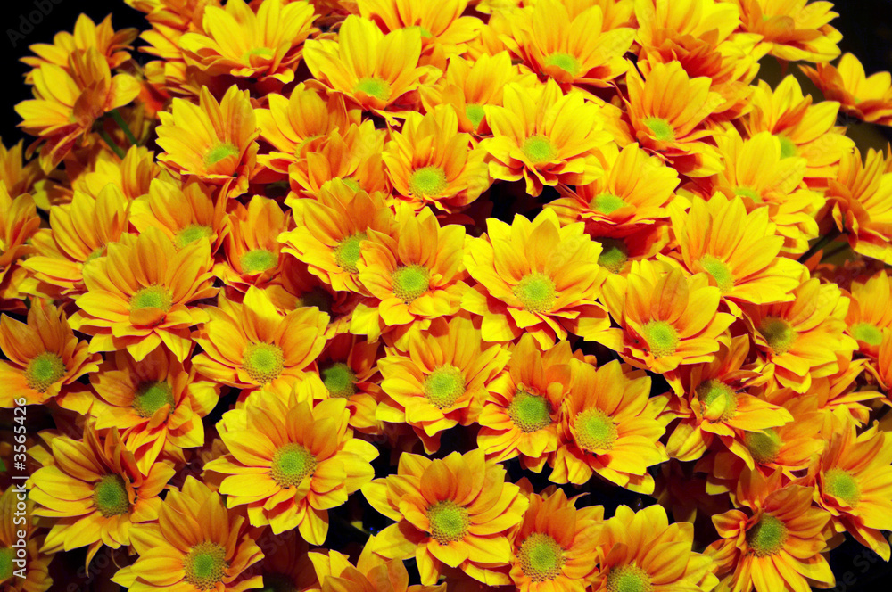 chrysanthemum chrysanthemum