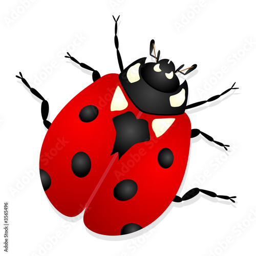 Ladybug