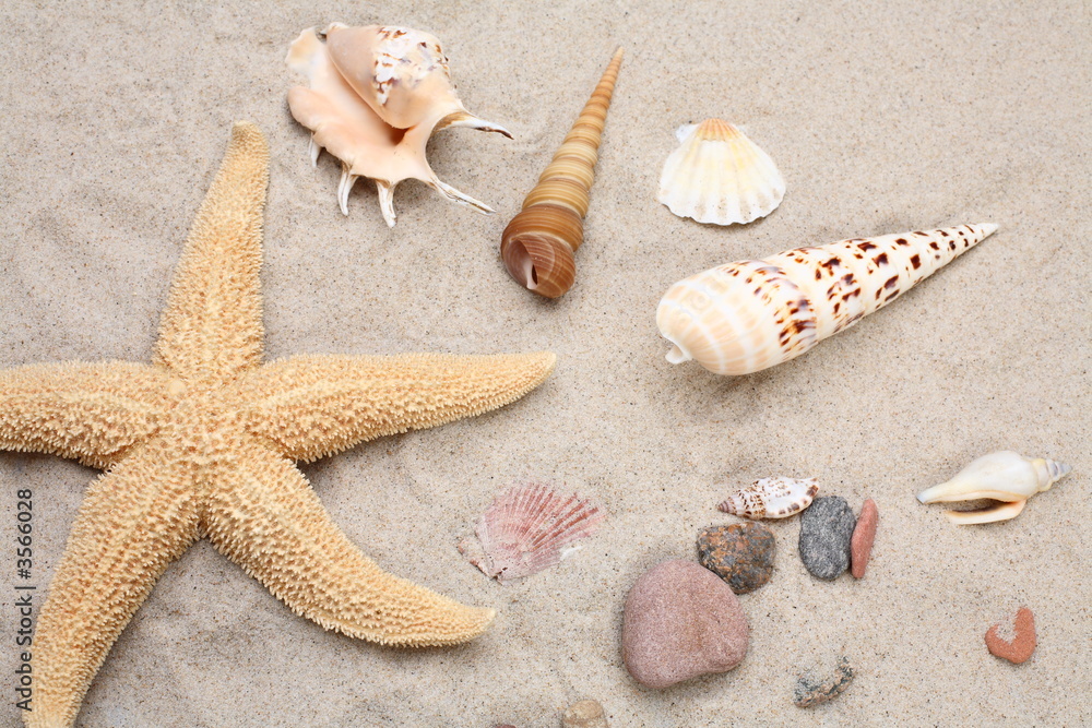 Seashell and starfish Seashell and starfish