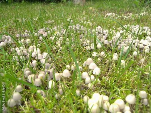 Pilze