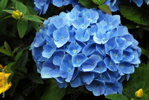 hortensia
