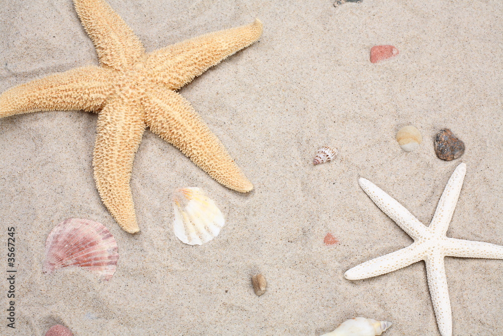 Seashell and starfish Seashell and starfish