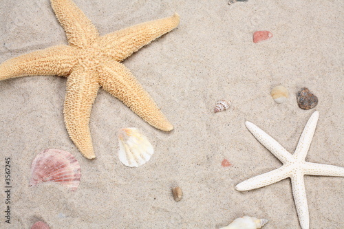 Seashell and starfish