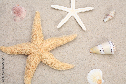 Seashell and starfish