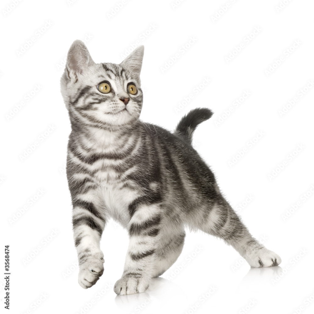 British Shorthair kitten in front of a white background British Shorthair kitten in front of a white background