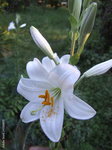 fiore