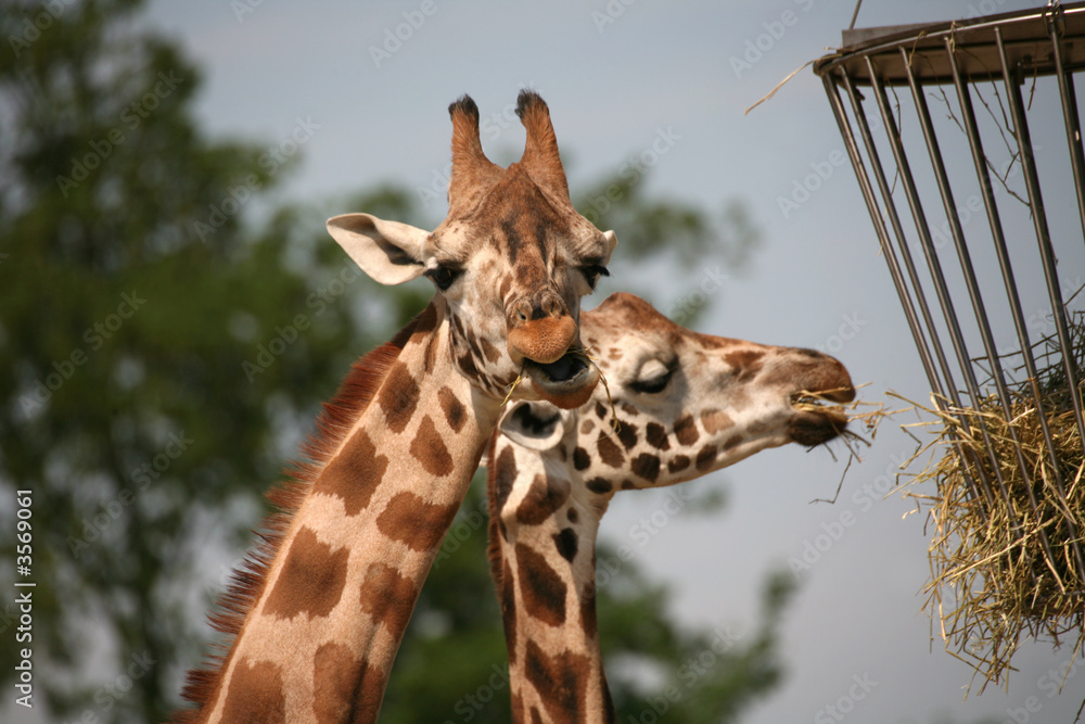 Obraz premium Mahlzeit