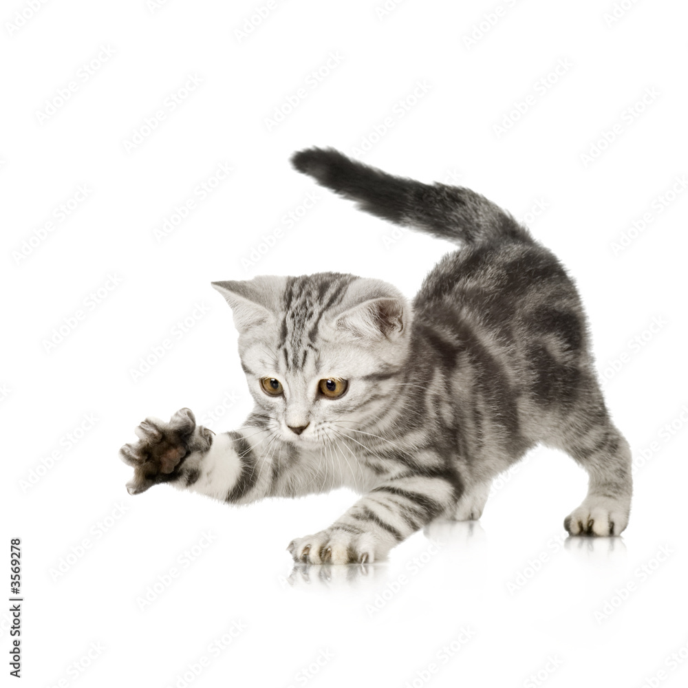 British Shorthair kitten in front of a white background