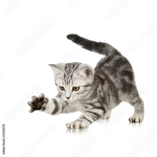 Fototapeta British Shorthair kitten in front of a white background