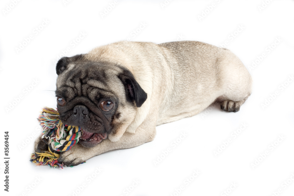Obraz premium A dog with her toy, isolated