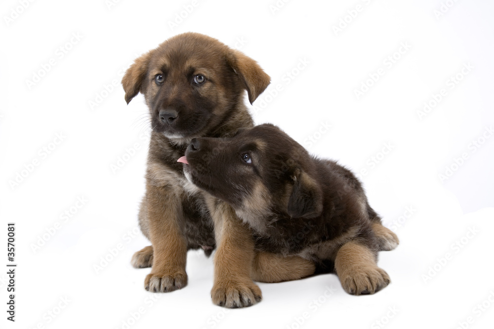 Two cute puppies brothers, isolated