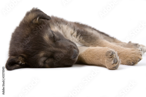 sleeping puppy dog, isolated