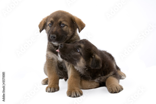 Fototapeta Naklejka Na Ścianę i Meble -  Two cute puppies brothers, isolated