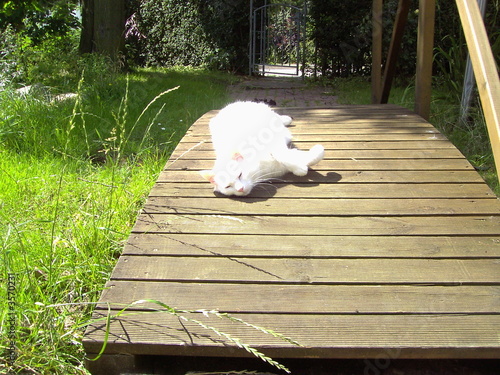 Katze