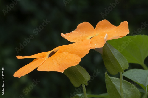 Thunbergia alata flower