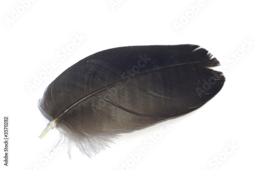 Black feather photo