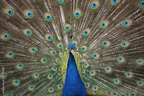 Blauer Pfau