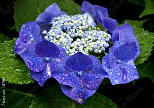 Blue and White Hydrangeas