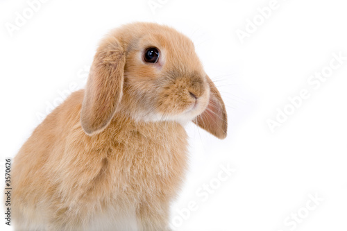 brown-white bunny on the left side
