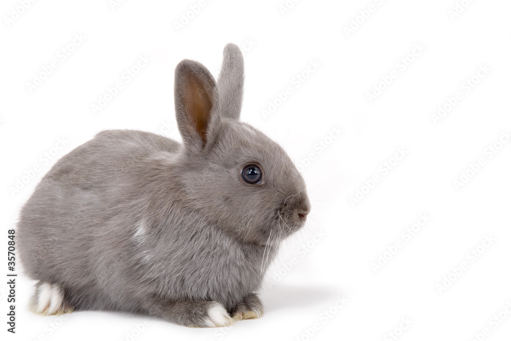 grey bunny on the left side