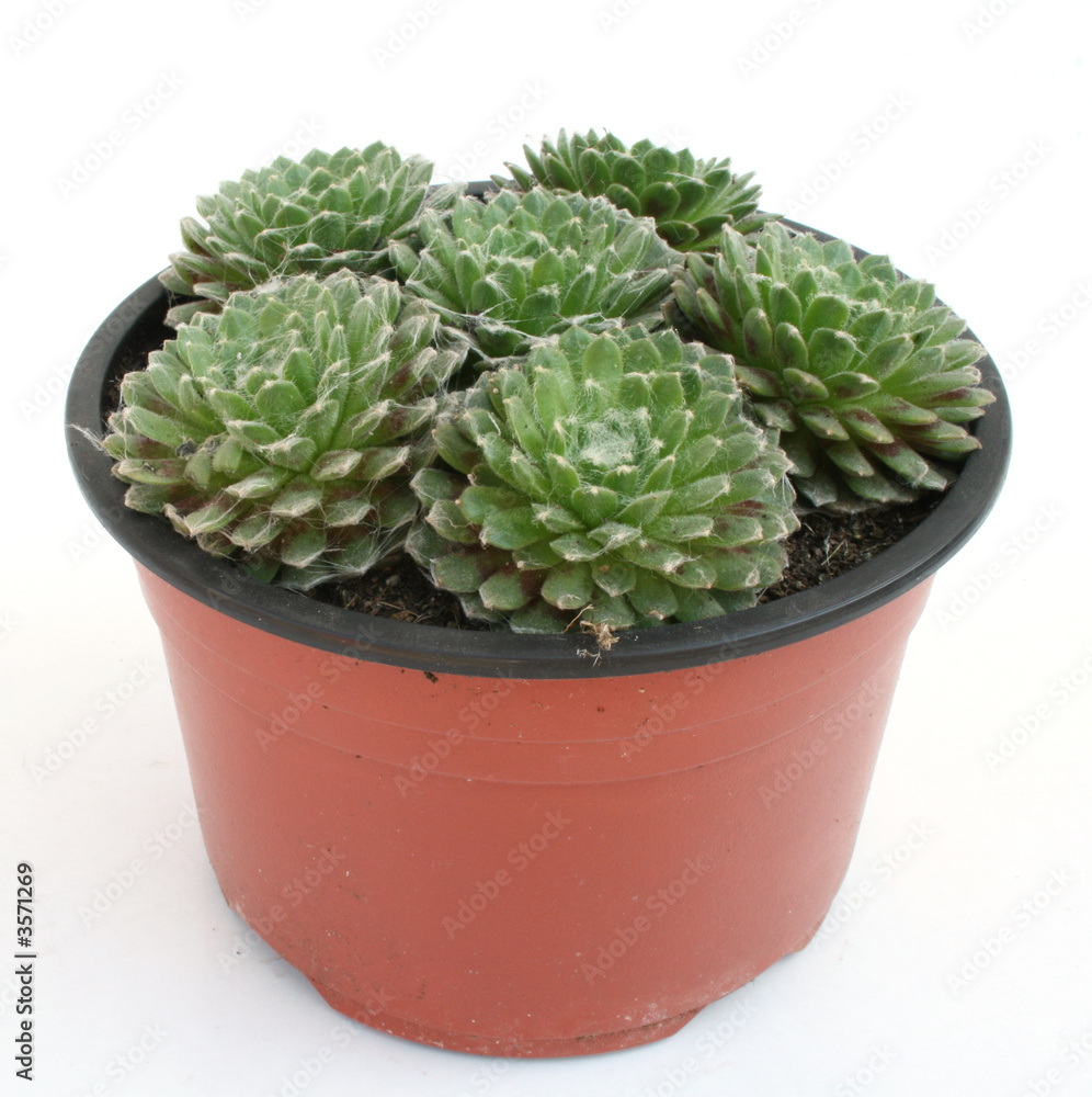 Cactus in a pot isolated over white Cactus in a pot isolated over white