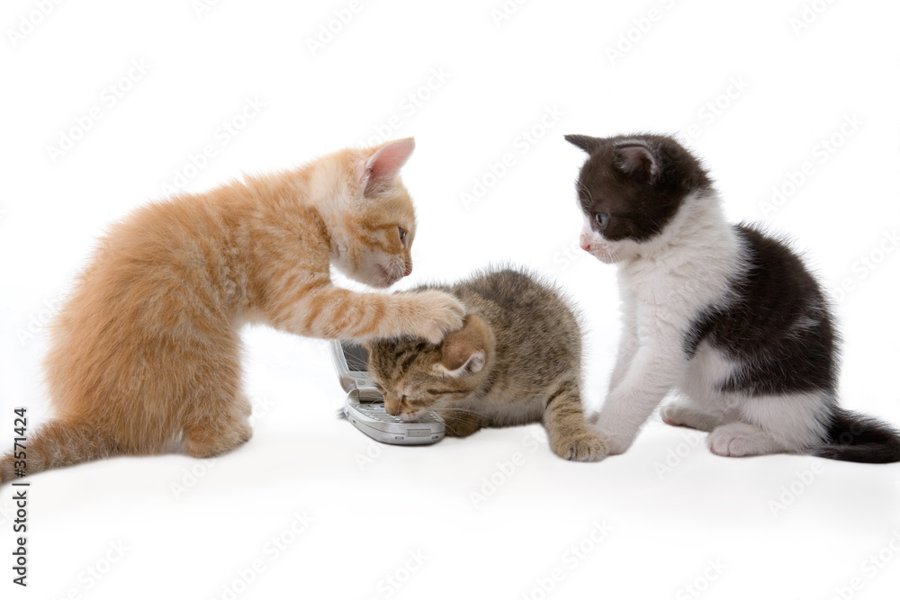 three kitten talking on a phone 