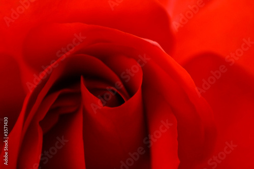 Red rose closeup background