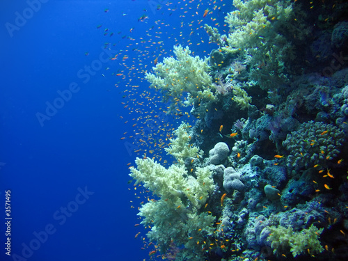 Underwater landscape with many small fish. The Red sea