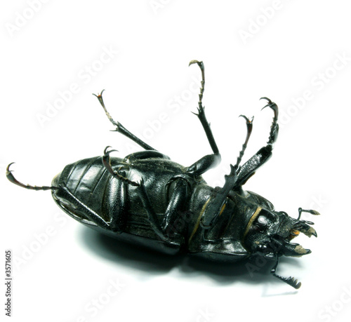 Black bug isolated on white suggesting laugh or death