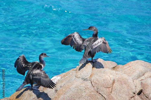 Cormorani in Sardegna