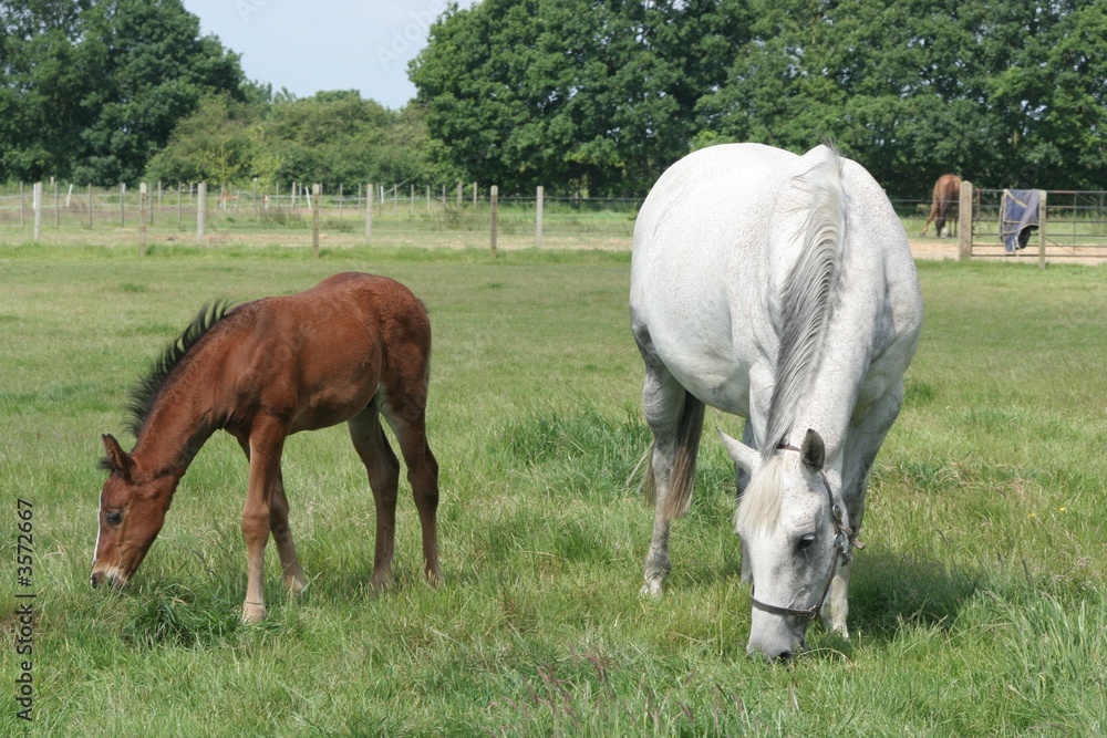 Fototapeta premium Foal and Mare